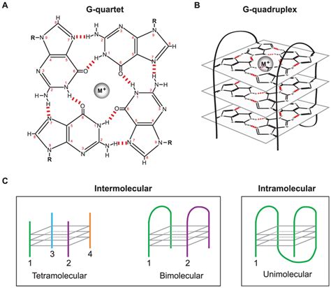 g quadruplex